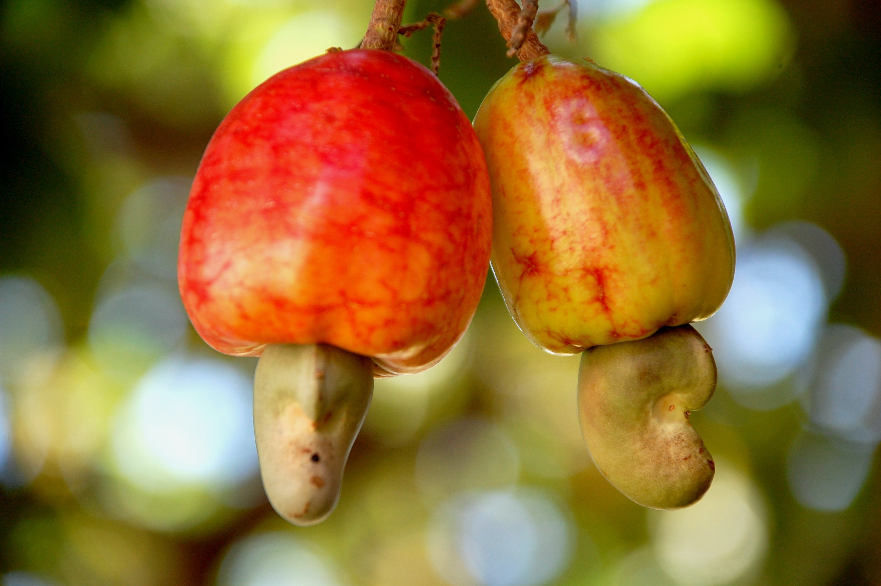 Photo d'anacarde entier sur l'arbre